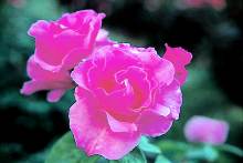 После применения CLOSE-UP SET+2 /<br>MC CLOSE-UP SET+2